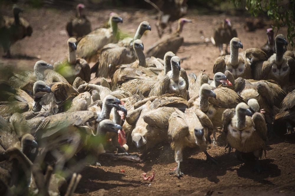 Victoria Falls Safari Club Екстериор снимка